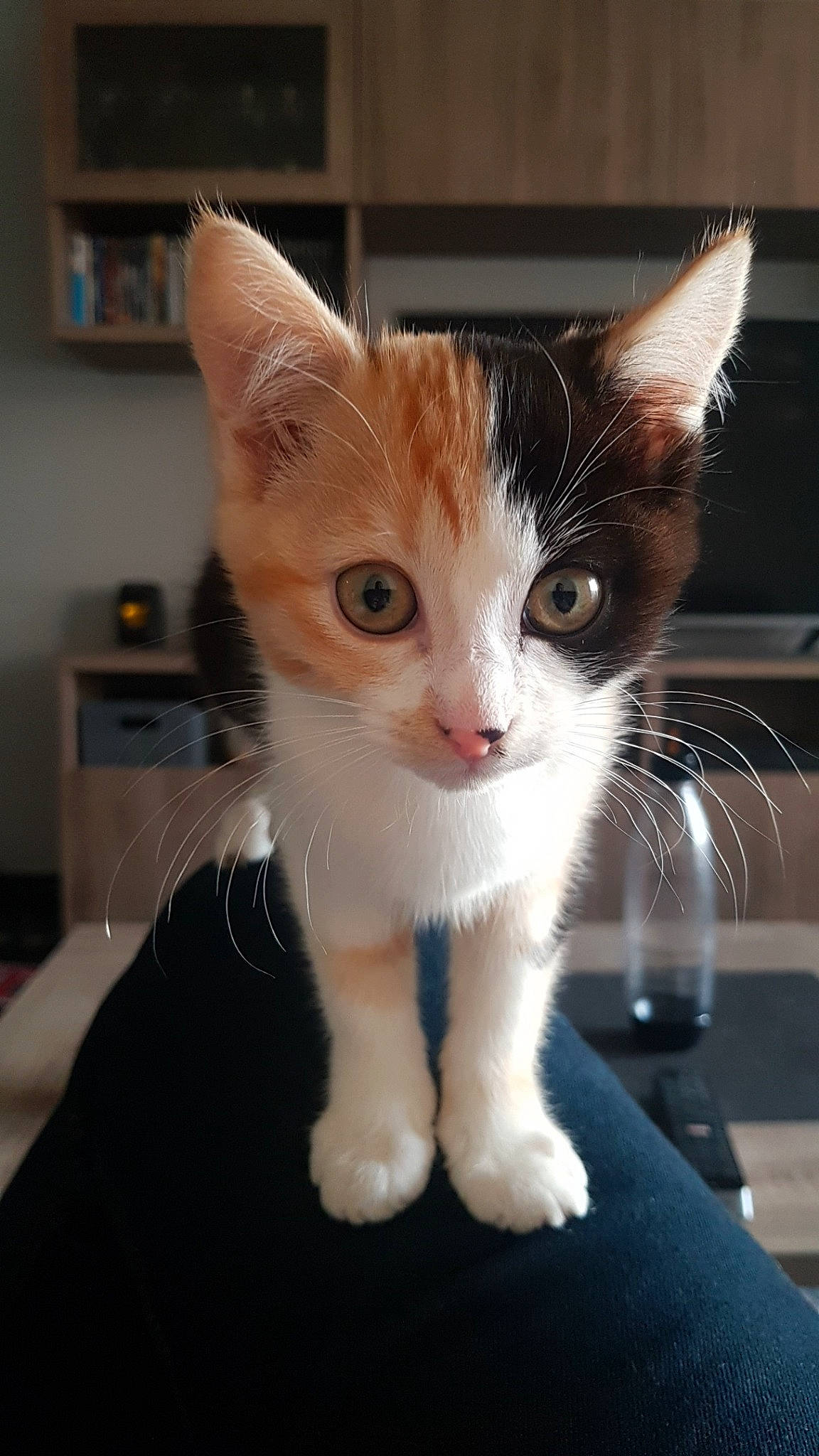 Isis a rejoint le concours — aidez-le/la à gagner de superbes lots ! carnivore, cat, claw, domestic_short_haired_cat, eye, fawn, felidae, foot, fur, iris, paw, shelf, shelving, sitting, small_to_medium_sized_cats, snout, tail, whiskers, windshield