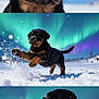 rottweiler, puppy, dog, snow, snowflakes, northern_lights, aurora_borealis, outdoor, animal, winter, playful, leaping, cute, fur, black_and_tan, nature, sky, landscape, portrait, pet