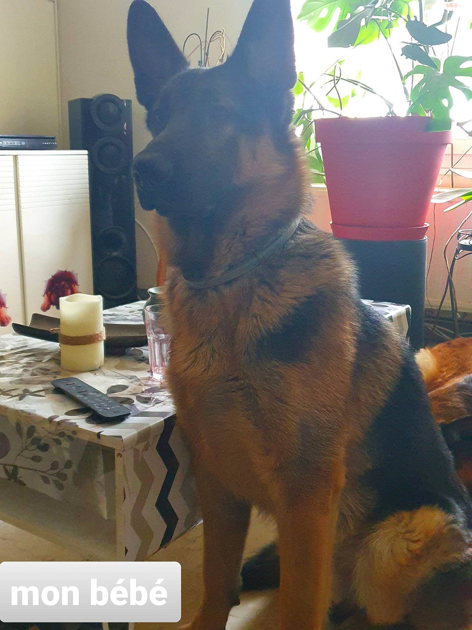 Tiago participe au concours pour gagner de l'argent avec cette photo : belgian_shepherd_malinois, canidae, carnivore, cat, dog, dog_breed, fawn, felidae, german_shepherd_dog, king_shepherd, kunming_wolfdog, mammal, tail, vertebrate