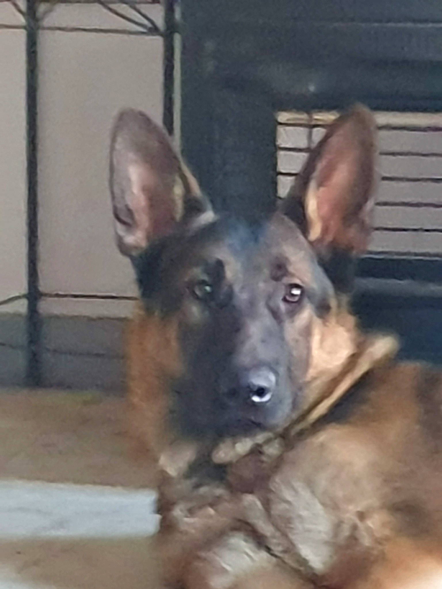 Tiago participe au concours pour gagner de l'argent avec cette photo : belgian_shepherd_malinois, canidae, carnivore, dog, dog_breed, ear, east_european_shepherd, fawn, german_shepherd_dog, king_shepherd, kunming_wolfdog, mammal, old_german_shepherd_dog, rare_breed_dog, shiloh_shepherd_dog, snout, vertebrate, working_dog