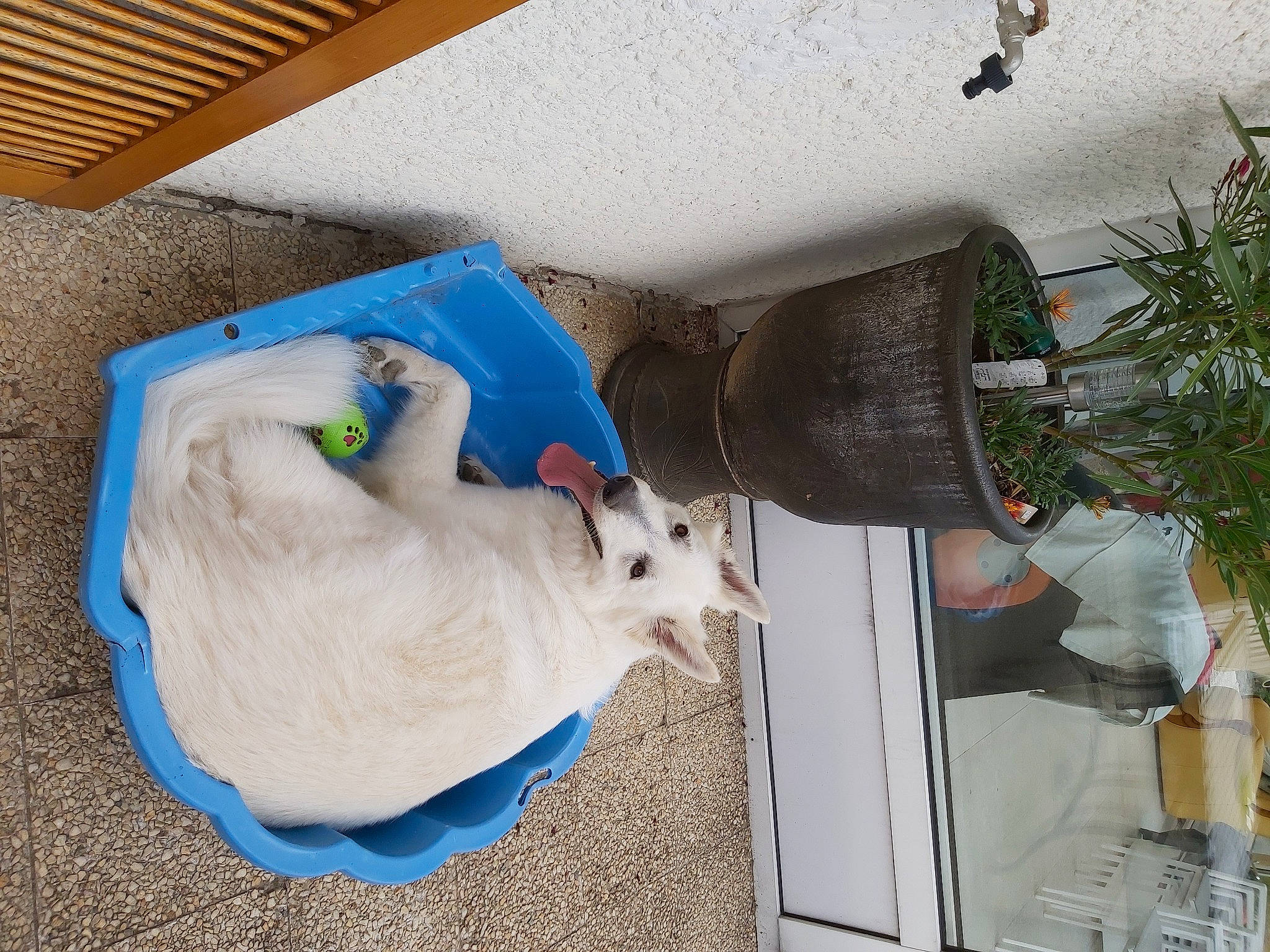 Icko a rejoint le concours — aidez-le/la à gagner de superbes lots ! burmilla, carnivore, cat, fawn, felidae, small_to_medium_sized_cats