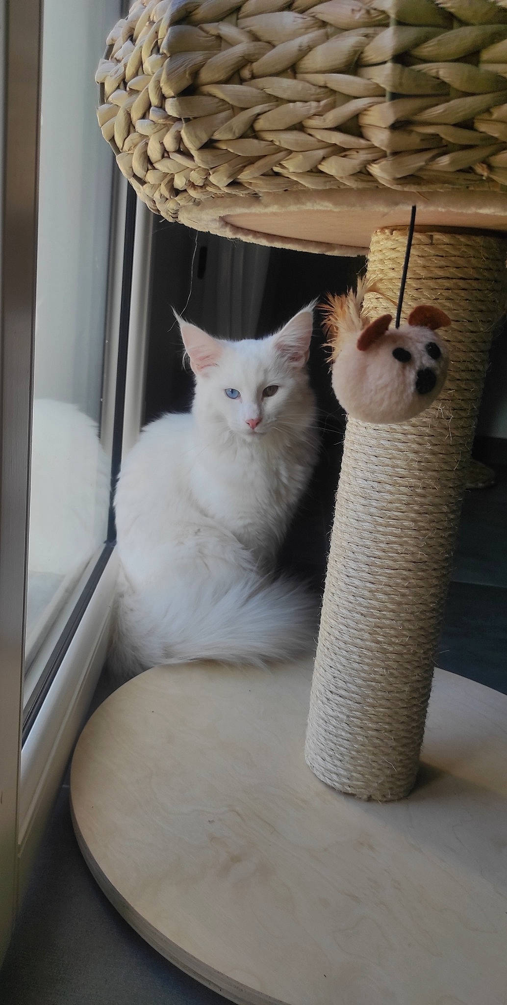 Ragga participe au concours pour gagner de l'argent avec cette photo : carnivore, cat, cat_bed, cat_supply, comfort, curtain, domestic_short_haired_cat, fawn, felidae, fur, paw, room, small_to_medium_sized_cats, tail, whiskers, window, wood