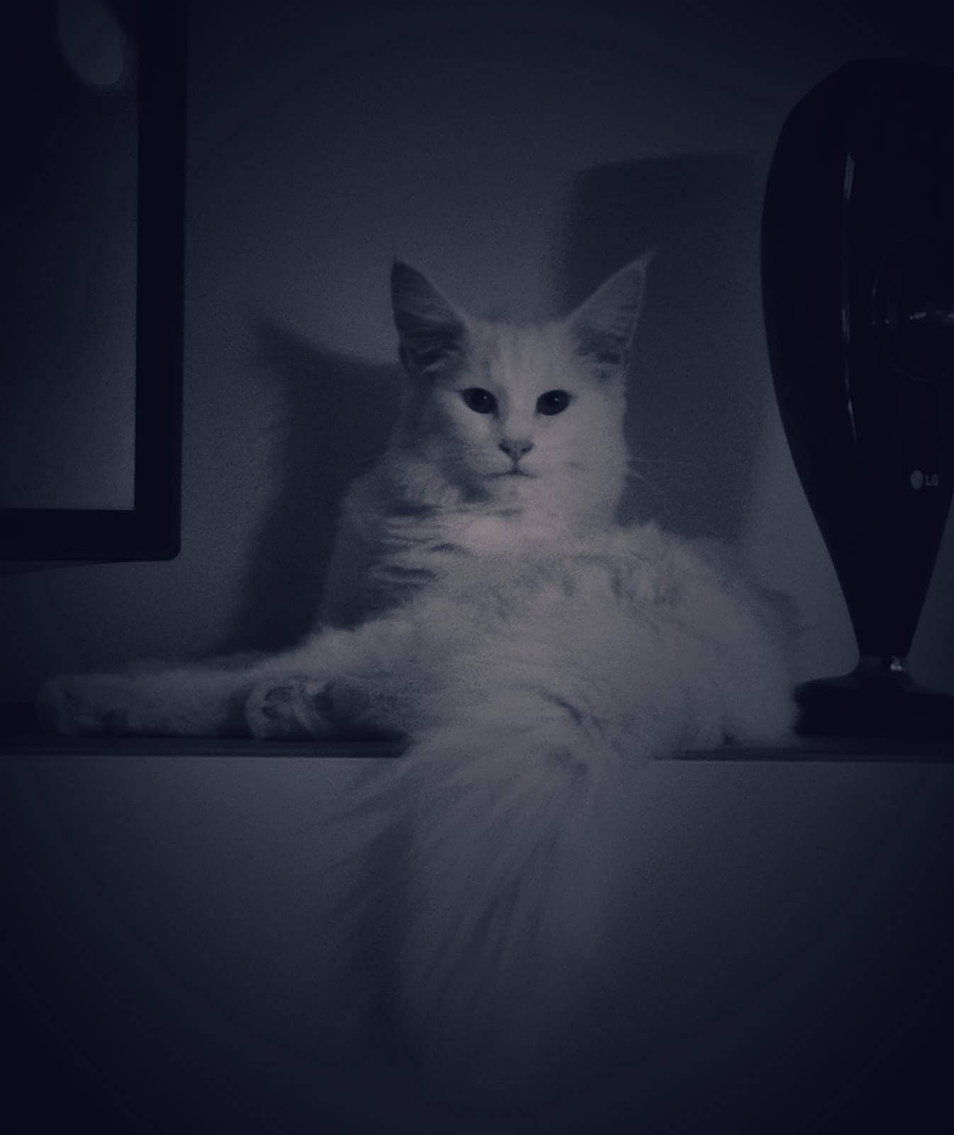 Ragga a rejoint le concours — aidez-le/la à gagner de superbes lots ! carnivore, cat, darkness, domestic_short_haired_cat, felidae, flash_photography, fur, grey, monochrome, monochrome_photography, night, paw, sitting, sky, small_to_medium_sized_cats, snout, still_life_photography, tail, whiskers, window