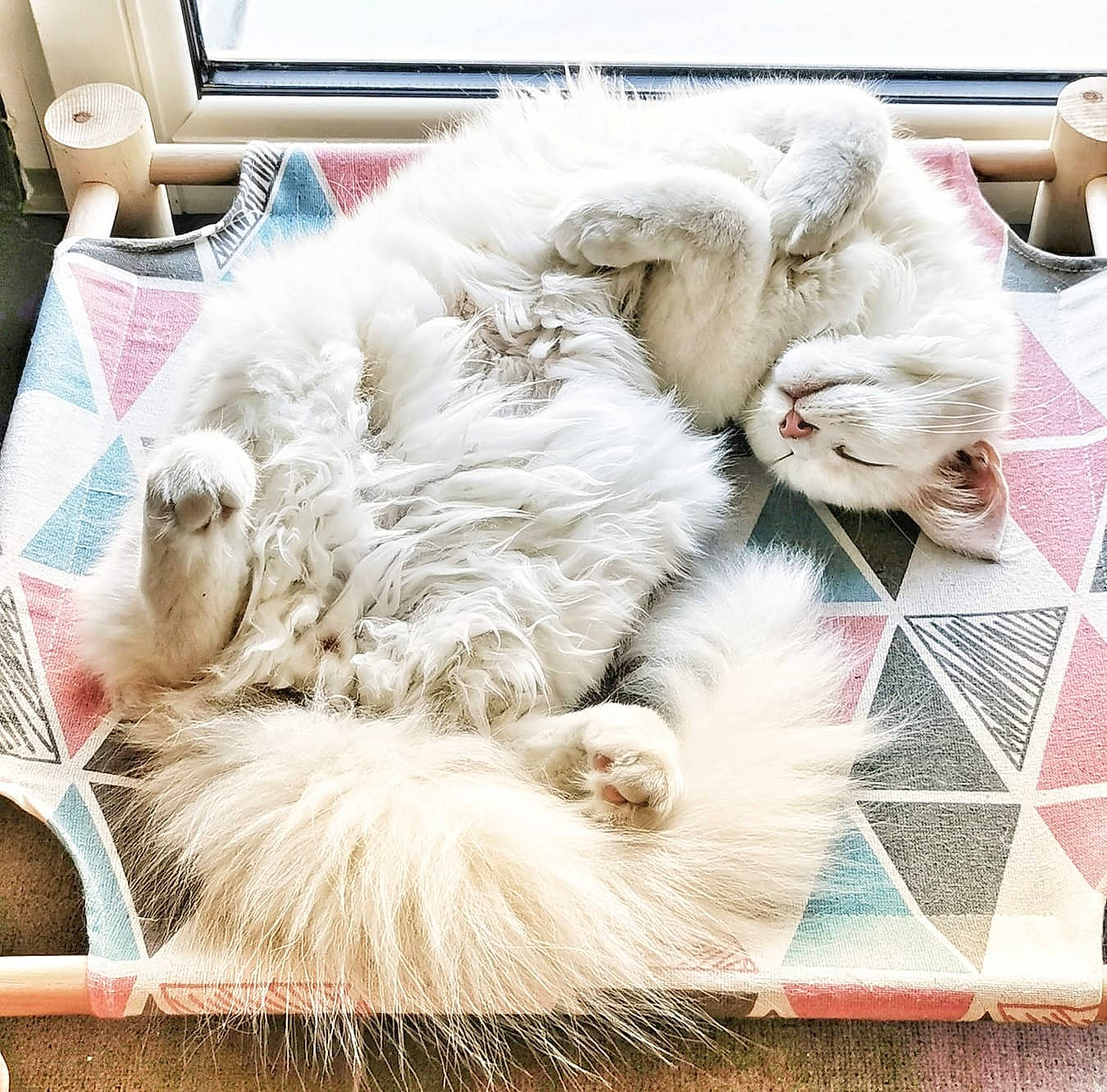 Ragga participe au concours pour gagner de l'argent avec cette photo : canidae, carnivore, cat, claw, comfort, companion_dog, dog_breed, felidae, flooring, fur, nap, natural_material, paw, persian, ragdoll, selkirk_rex, small_to_medium_sized_cats, tail, whiskers