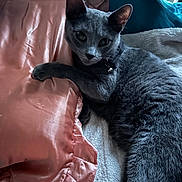 Riley joined the competition — help win amazing prizes! cat, gray_cat, pet, feline, satin_pillow, bed, cozy, indoor, resting, fur, paw, collar, curious, cute, animal, soft_texture, relaxing, domestic_cat, whiskers, sleepy
