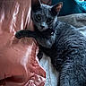 cat, gray_cat, pet, feline, satin_pillow, bed, cozy, indoor, resting, fur, paw, collar, curious, cute, animal, soft_texture, relaxing, domestic_cat, whiskers, sleepy