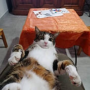 Oggy a rejoint le concours — aidez-le/la à gagner de superbes lots ! animal, cabinet, cat, chair, cute, floor, fur, furniture, holiday_decor, home, indoor, orange_tablecloth, paws, pet, relaxed, startled, stocking, table, whiskers, wide_eyes