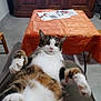animal, cabinet, cat, chair, cute, floor, fur, furniture, holiday_decor, home, indoor, orange_tablecloth, paws, pet, relaxed, startled, stocking, table, whiskers, wide_eyes