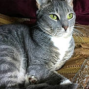 Seal joined the competition — help win amazing prizes! animal, blanket, calm, cat, close_up, cozy, cute, domestic_cat, feline, fur, gray_tabby, green_eyes, indoor, patterned_blanket, pet, portrait, relaxed, resting, soft_light, whiskers