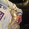 cat, couch, cozy, cute, domestic_animal, feline, gray_clothing, hand, indoor, kitten, leather, nap, paw, person, pet, relaxed, resting, sleeping, striped, sweatshirt