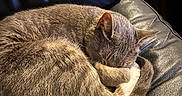 Seal joined the competition — help win amazing prizes! animal, cat, closeup, comfortable, cozy, curled_up, cute, domestic_cat, feline, fur, home, indoor, leather_couch, nap, pet, quiet, relaxed, resting, sleeping, soft_lighting
