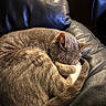 animal, cat, closeup, comfortable, cozy, curled_up, cute, domestic_cat, feline, fur, home, indoor, leather_couch, nap, pet, quiet, relaxed, resting, sleeping, soft_lighting