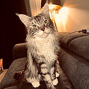 Tixy participe au concours pour gagner de l'argent avec cette photo : cat, fluffy, green_eyes, couch, cushion, lamp, indoor, cozy, pet, feline, fur, whiskers, sitting, home, living_room, domestic_animal, relaxed, portrait, furniture, light