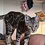 cat, tabby, indoor, cardboard_box, curious, stripes, collar, kitchen, person_leg, furniture, wood, towel, hanging_cloth, pet, animal, whiskers, ears, paws, table, exploration
