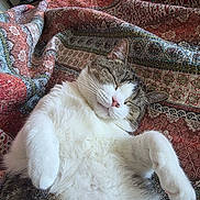 Earl joined the competition — help win amazing prizes! cat, sleeping, relaxed, lying_down, belly_up, white_fur, tabby, pet, animal, whiskers, pink_nose, closed_eyes, paws, furry, quilt, blanket, patterned_fabric, bed, cozy, indoors