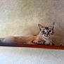 Willow a rejoint le concours — aidez-le/la à gagner de superbes lots ! cat, blue_eyes, lounging, wooden_shelf, beige_wall, domestic_cat, relaxed, indoor, feline, pet, whiskers, ears, fur, animal, cute, portrait, resting, calm, side_view, texture