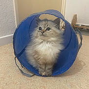 Willow a rejoint le concours — aidez-le/la à gagner de superbes lots ! kitten, cat, blue_tunnel, fluffy, curious, indoor, floor, beige, pet, animal, small, cute, sitting, feline, playful, domestic, young, whiskers, ears, eyes