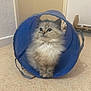 kitten, cat, blue_tunnel, fluffy, curious, indoor, floor, beige, pet, animal, small, cute, sitting, feline, playful, domestic, young, whiskers, ears, eyes