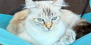 Willow a rejoint le concours — aidez-le/la à gagner de superbes lots ! cat, blue_eyes, fluffy, light_colored, lounging, chair, fabric, turquoise, indoor, pet, feline, resting, close_up, animal, cute, whiskers, paws, relaxed, tile_floor, mesh_background