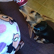 Sassy joined the competition — help win amazing prizes! dog, can, hand, person, footwear, flip_flops, carpet, tile_floor, indoor, patterned_clothing, brown_dog, black_dog, sitting, pet, sniffing, close_up, floor, human_interaction, animal, domestic