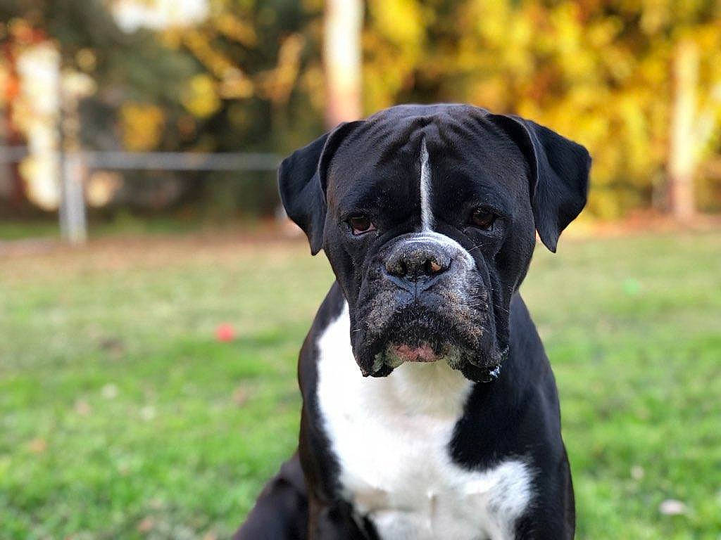 Gauge is registered to the contest to win money with this photo: american_bulldog, american_pit_bull_terrier, bandog, boxer, cane_corso, canidae, carnivore, companion_dog, dog, dog_breed, mammal, molosser, non_sporting_group, olde_english_bulldogge, rare_breed_dog, renascence_bulldogge, snout, sporting_group, valley_bulldog, vertebrate