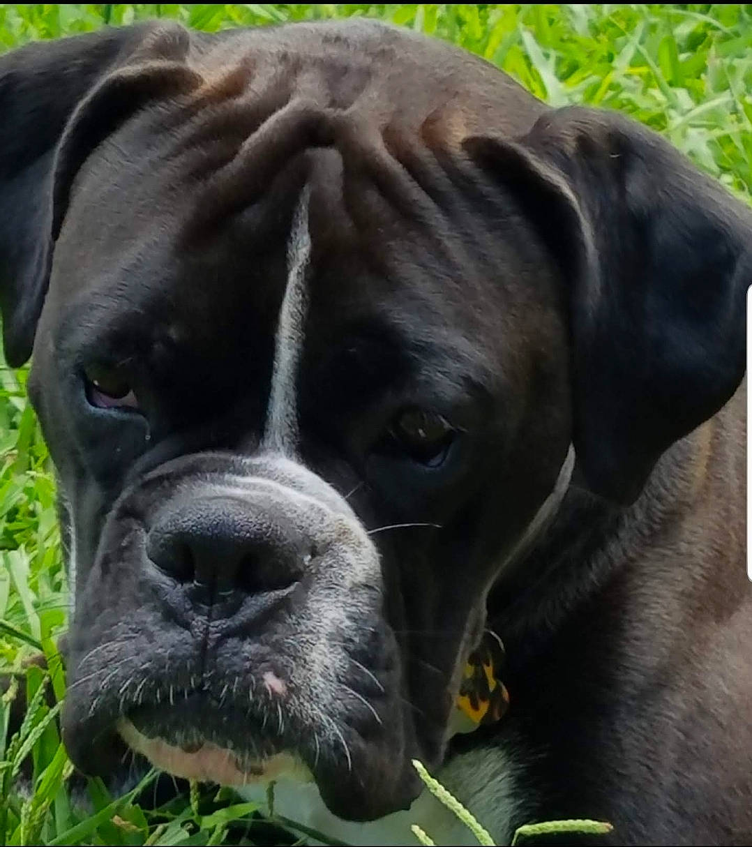 Gauge joined the competition — help win amazing prizes! american_mastiff, bandog, boerboel, boxer, bullmastiff, cane_corso, canidae, carnivore, companion_dog, dog, dog_breed, english_mastiff, mammal, molosser, rare_breed_dog, snout, sporting_group, vertebrate, whiskers, working_dog