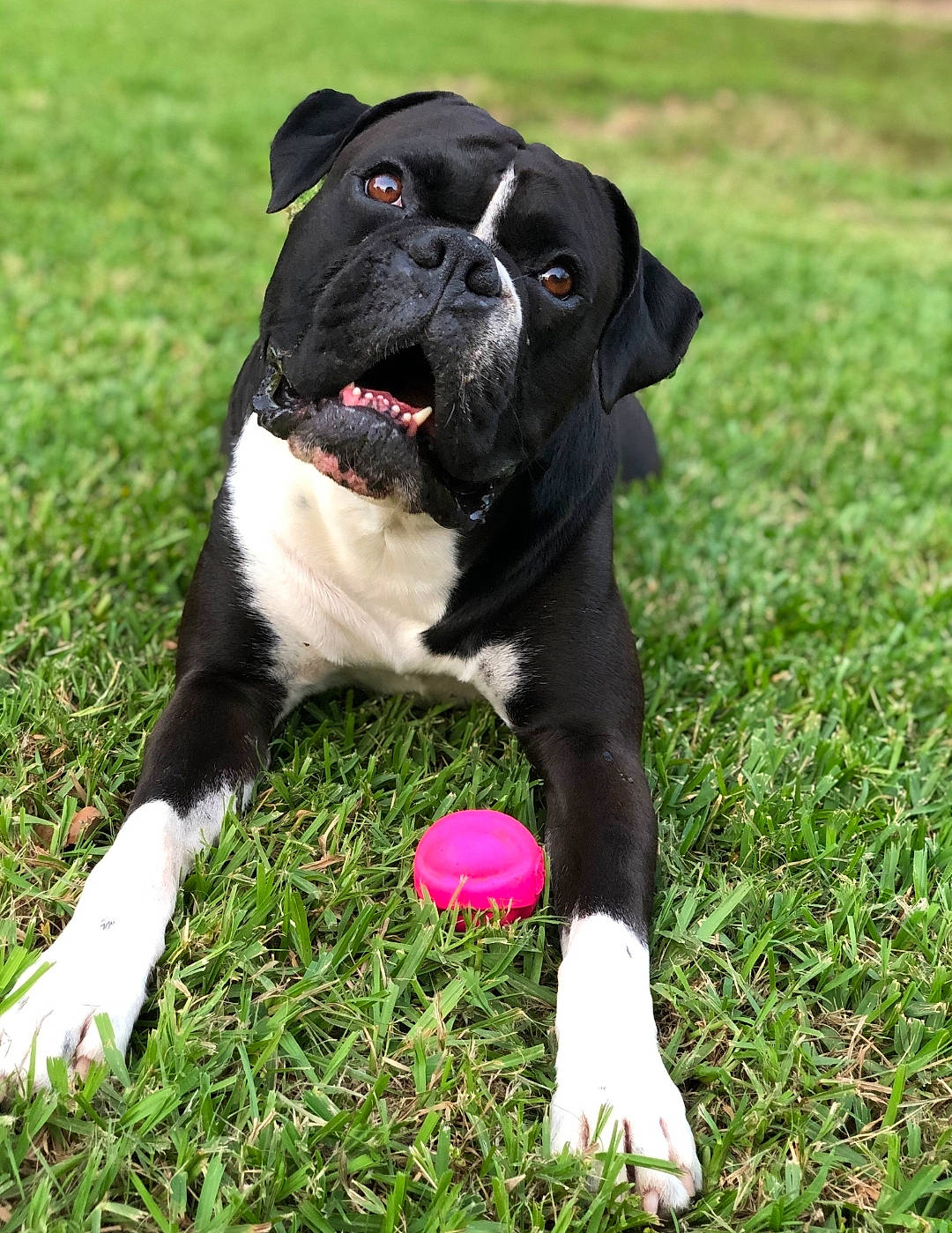 Gauge joined the competition — help win amazing prizes! bandog, cane_corso, canidae, carnivore, companion_dog, dog, dog_breed, dog_collar, grass, mammal, molosser, non_sporting_group, olde_english_bulldogge, plant, rare_breed_dog, renascence_bulldogge, snout, sporting_group, valley_bulldog, vertebrate