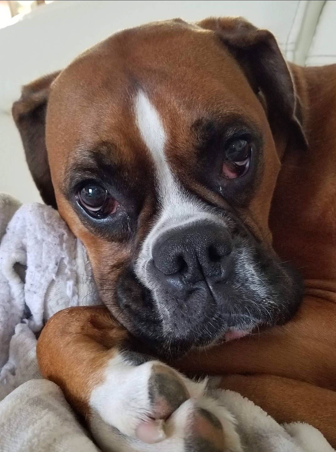 Stella is registered to the contest to win money with this photo: australian_bulldog, boxer, canidae, carnivore, close_up, companion_dog, dog, dog_breed, eye, fawn, mammal, nose, old_english_bulldog, olde_english_bulldogge, puppy, puppy_love, snout, valley_bulldog, vertebrate, whiskers