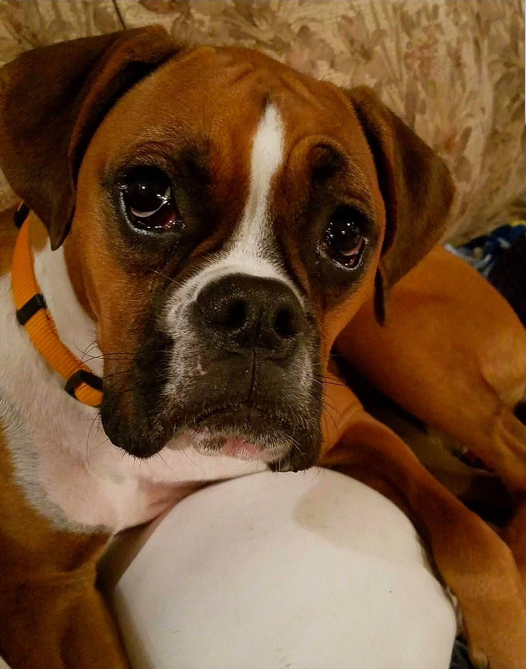 Stella is registered to the contest to win money with this photo: ancient_dog_breeds, boxer, canidae, carnivore, companion_dog, dog, dog_breed, fawn, mammal, non_sporting_group, old_english_bulldog, olde_english_bulldogge, puppy, rare_breed_dog, snout, sporting_group, valley_bulldog, vertebrate, whiskers, working_dog