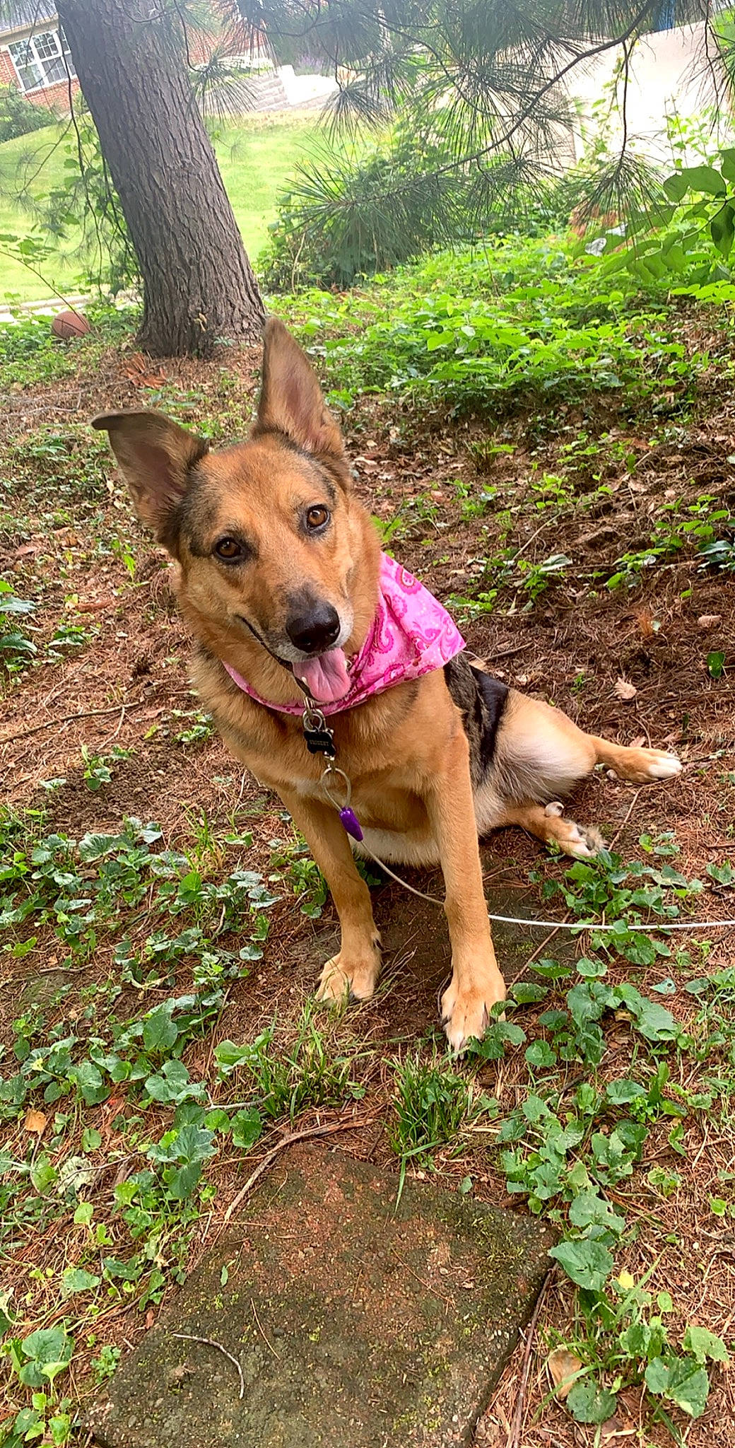 Cricket is registered to the contest to win money with this photo: adventure, black_mouth_cur, canidae, carnivore, dog, dog_breed, fawn, german_shepherd_dog, grass, mammal, mountain_cur, plant, potcake_dog, rare_breed_dog, working_dog