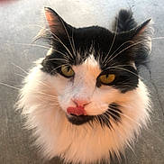 Snoppy joined the competition — help win amazing prizes! cat, feline, pet, long_haired, black_and_white, whiskers, yellow_eyes, close_up, portrait, tongue_out, licking, fluffy, ears, nose, outdoor, concrete_floor, sunlight, looking_up, cute, paws