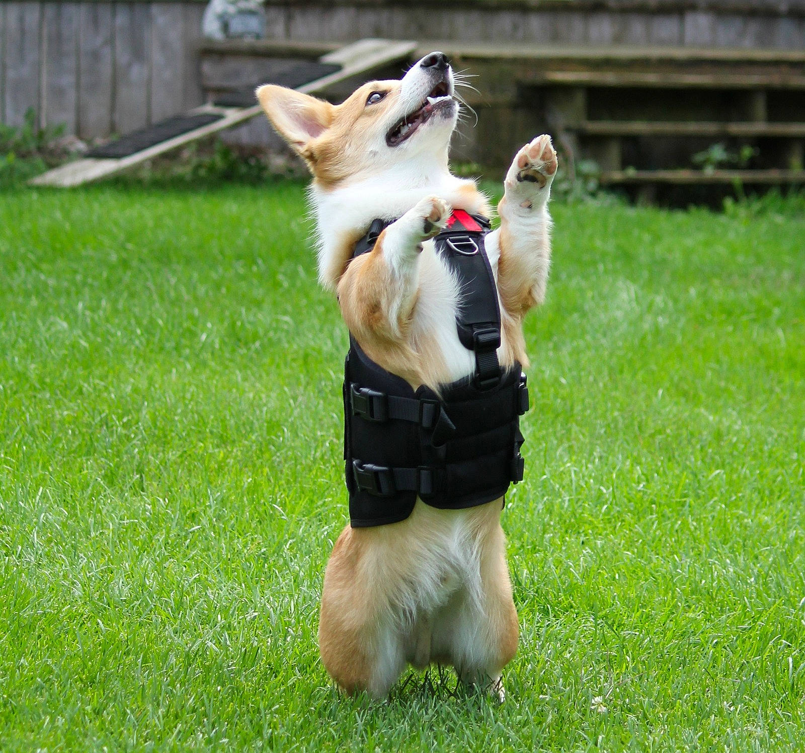 Finley is registered to the contest to win money with this photo: carnivore, collar, companion_dog, dog, dog_breed, dog_clothes, dog_collar, dog_supply, fawn, grass, lawn, leash, pet_supply, plant, recreation, snout, sporting_group, tail, toy_dog, watch