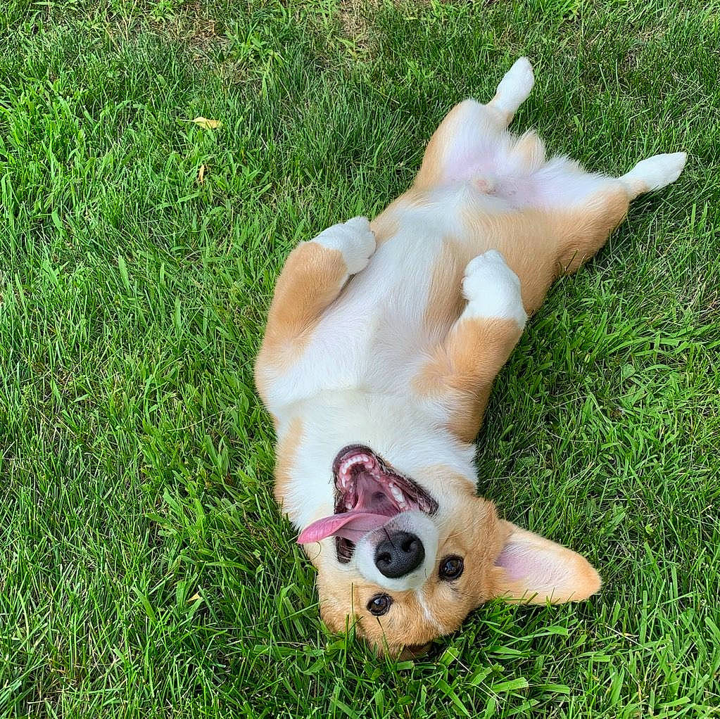 Finley joined the competition — help win amazing prizes! bone, canidae, carnivore, companion_dog, dog, dog_breed, domestic_pig, fawn, foot, grass, groundcover, livestock, paw, plant, snout, sporting_group, suidae, tail, terrestrial_animal, working_animal