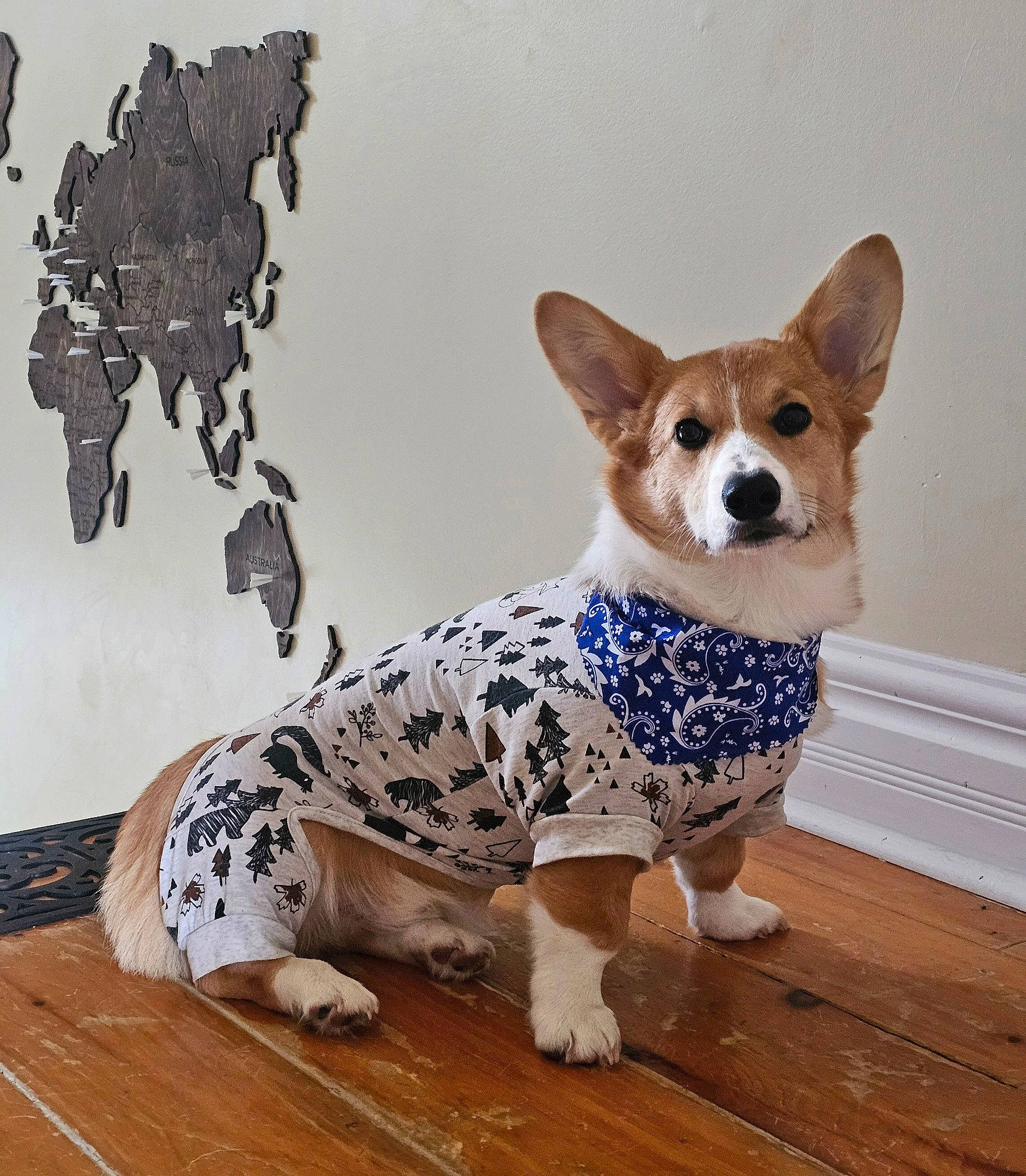 Finley joined the competition — help win amazing prizes! art, carnivore, collar, companion_dog, dog, dog_breed, dog_clothes, dog_supply, door, fawn, flooring, fur, pattern, snout, tail, terrestrial_animal, toy_dog, whiskers, wood, working_animal