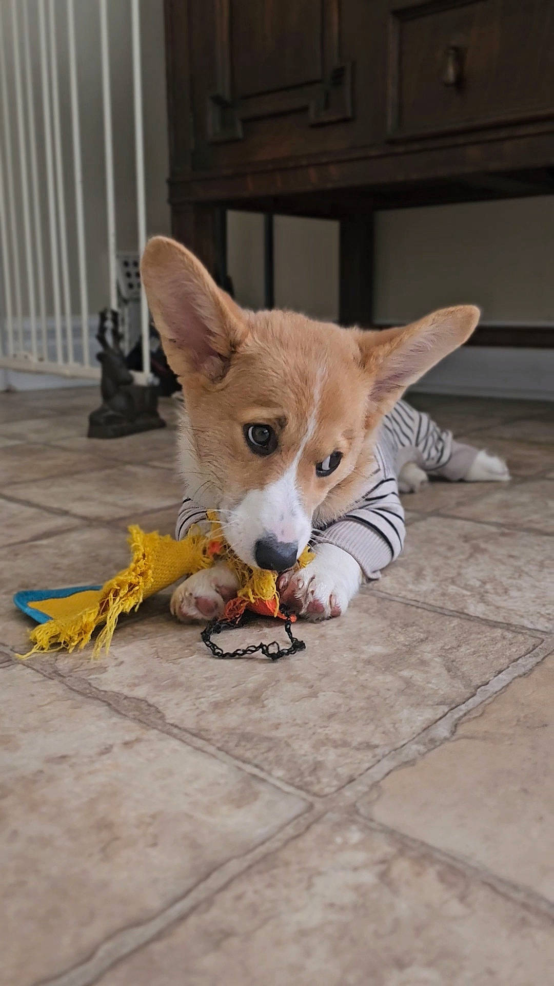 Finley is registered to the contest to win money with this photo: art, canidae, carnivore, claw, companion_dog, dog_breed, domestic_short_haired_cat, fawn, felidae, flooring, fur, paw, road_surface, sitting, small_to_medium_sized_cats, snout, stuffed_toy, tail, whiskers, wood