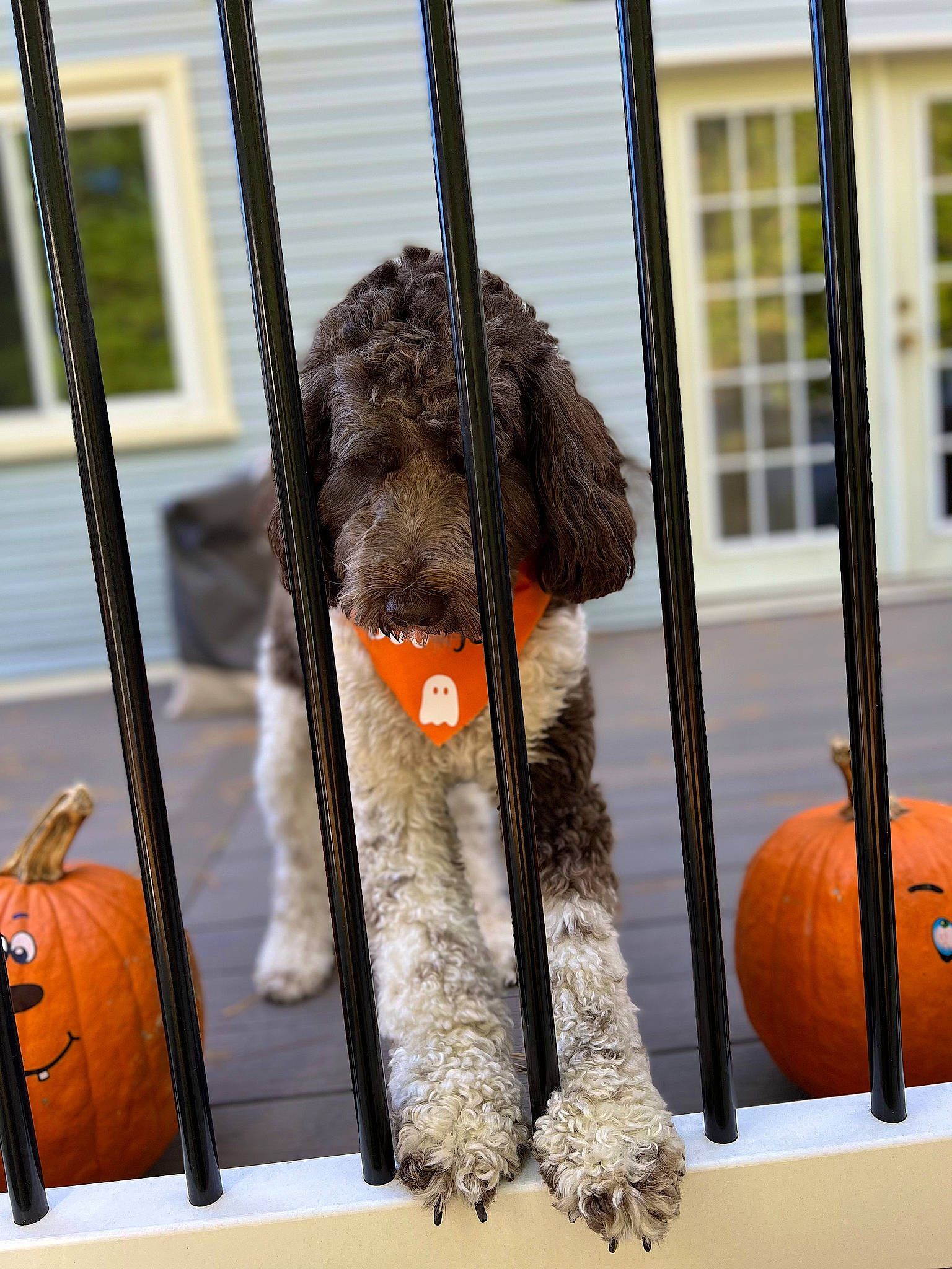 Cooper joined the competition — help win amazing prizes! art, canidae, carnivore, companion_dog, dog, dog_breed, door, fur, glass, labradoodle, metal, room, sporting_group, terrier, toy_dog, water_dog, window, wood