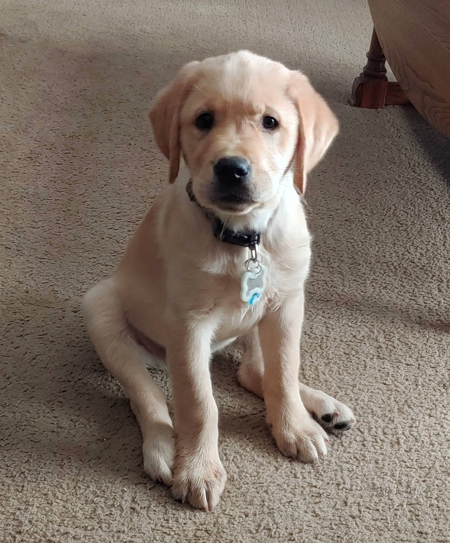 Ms Daisy joined the competition — help win amazing prizes! beige, canidae, carnivore, collar, companion_dog, dog, dog_breed, dog_collar, fawn, floor, flooring, foot, gun_dog, hunting_dog, labrador_retriever, retriever, skin, snout, sporting_group, working_animal