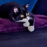 Effiat a rejoint le concours — aidez-le/la à gagner de superbes lots ! cat, tuxedo_cat, pet, animal, indoor, cushion, purple, black_and_white, whiskers, ears, eyes, feline, closeup, resting, cute, domestic_cat, fur, paws, alert, cozy