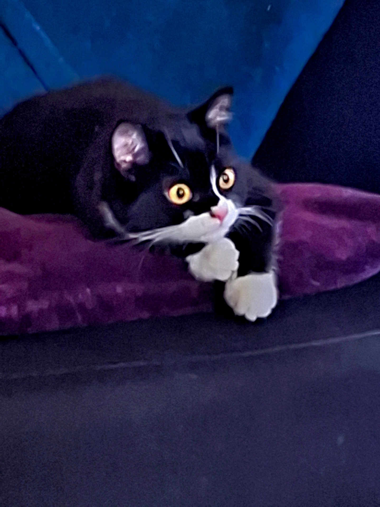 Effiat a rejoint le concours — aidez-le/la à gagner de superbes lots ! cat, tuxedo_cat, pet, animal, indoor, cushion, purple, black_and_white, whiskers, ears, eyes, feline, closeup, resting, cute, domestic_cat, fur, paws, alert, cozy