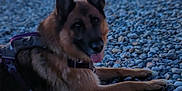 Oméga a rejoint le concours — aidez-le/la à gagner de superbes lots ! dog, german_shepherd, beach, rocks, sunset, outdoor, animal, pet, lying_down, nature, landscape, sky, horizon, fur, canine, tongue_out, evening, relaxing, blurred_background, walking_people
