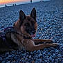 dog, german_shepherd, beach, rocks, sunset, outdoor, animal, pet, lying_down, nature, landscape, sky, horizon, fur, canine, tongue_out, evening, relaxing, blurred_background, walking_people