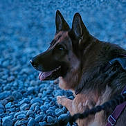 Oméga participe au concours pour gagner de l'argent avec cette photo : dog, german_shepherd, pet, animal, outdoor, pebbles, rocks, lying_down, tongue_out, ears_up, canine, collar, leash, side_view, fur, nature, evening, calm, close_up, portrait