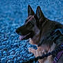 dog, german_shepherd, pet, animal, outdoor, pebbles, rocks, lying_down, tongue_out, ears_up, canine, collar, leash, side_view, fur, nature, evening, calm, close_up, portrait