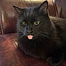 Bubba is registered to the contest to win money with this photo: cat, black_cat, tongue_out, pet, animal, feline, indoor, leather_couch, yellow_eyes, whiskers, fur, close_up, cute, resting, domestic_cat, mammal, face, expression, tongue, household