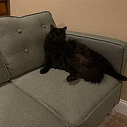 Bubba joined the competition — help win amazing prizes! cat, black_cat, furniture, couch, indoor, pet, animal, relaxing, fur, carpet, wall, home, cozy, domestic, resting, living_room, button_cushion, calm, feline, seated