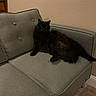 cat, black_cat, furniture, couch, indoor, pet, animal, relaxing, fur, carpet, wall, home, cozy, domestic, resting, living_room, button_cushion, calm, feline, seated