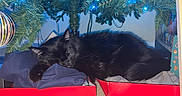 Bubba joined the competition — help win amazing prizes! black_cat, cat, sleeping, christmas_tree, christmas_lights, ornament, indoor, holiday, decorations, red_box, clothing, cozy, pet, feline, resting, festive, greenery, floor, relaxation, home