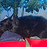black_cat, cat, sleeping, christmas_tree, christmas_lights, ornament, indoor, holiday, decorations, red_box, clothing, cozy, pet, feline, resting, festive, greenery, floor, relaxation, home