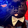 Bubba is registered to the contest to win money with this photo: cat, black_cat, bow_tie, tongue_out, close_up, pet, animal, feline, whiskers, cute, indoor, portrait, fur, eyes, playful, domestic_cat, cozy, lighting, blue_light, warm_light