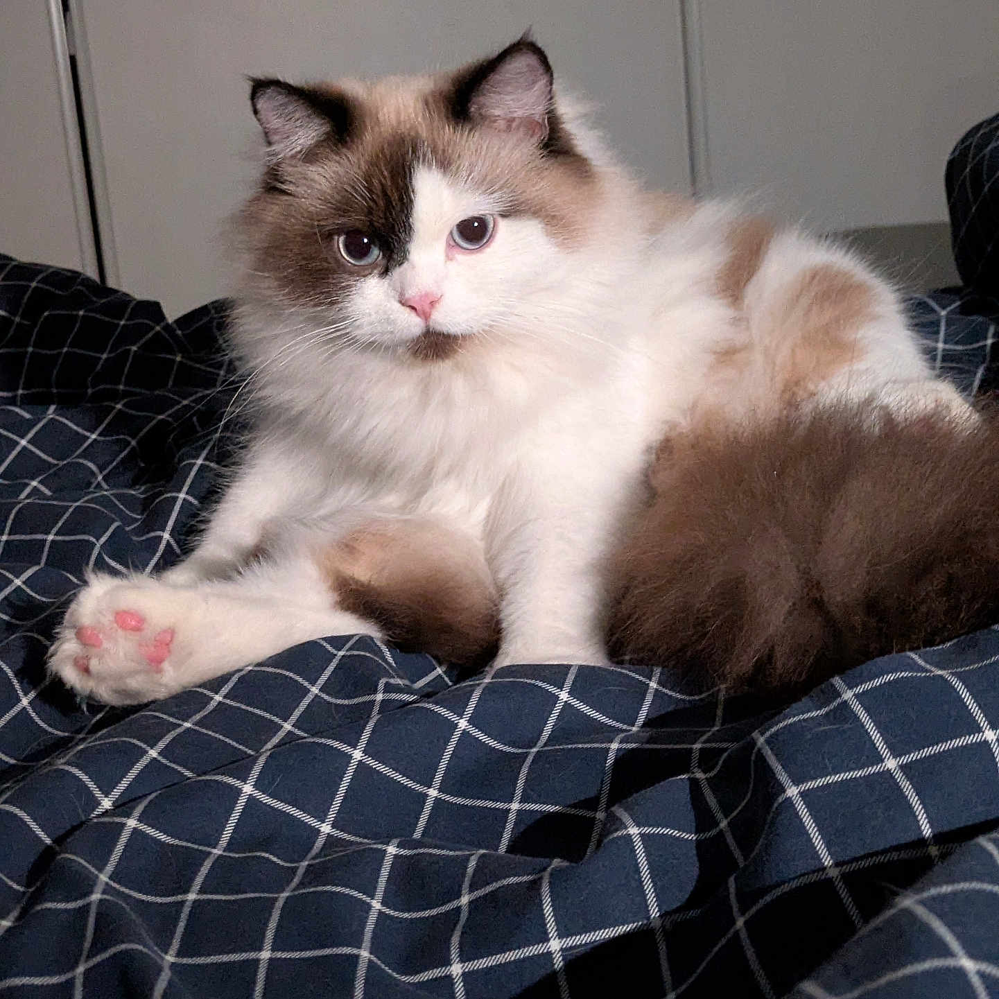 Loki a rejoint le concours — aidez-le/la à gagner de superbes lots ! cat, ragdoll, fluffy, pink_paw_pads, bed, blanket, checkered, indoor, pet, feline, cute, relaxed, cozy, fur, animal, whiskers, tail, ears, paw, resting